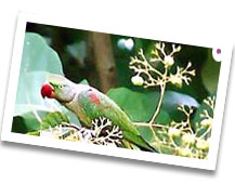 India Sanctuary Wildlife - Wildlife Sanctuary in India